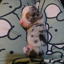 Medusa - Blue merle male Miniature Australian Shepherd puppy in Arlington, Texas from CopperHead Aussies
