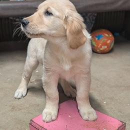 Ocean girl 2 - Light golden female Golden Retriever puppy in Niles, Michigan from Christiana Creek Goldens