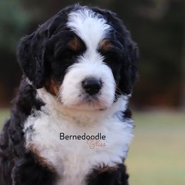 Bernedoodle Puppies from Bernedoodle Bliss