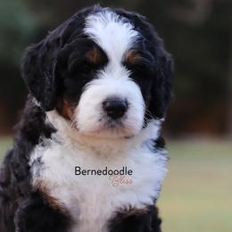 Bernedoodle Puppies from Bernedoodle Bliss