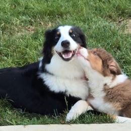 Tandy - Red tri-color female Australian Shepherd puppy in Spencerville, Ohio from Awesome Wigglin Aussies