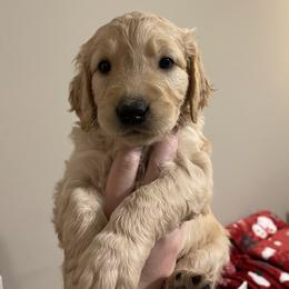 Golden Retriever Puppies from O’Shields Golden Paws