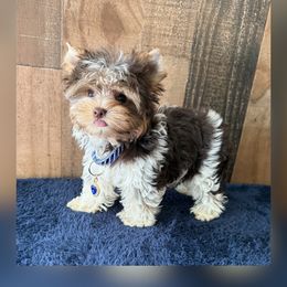 Boy 1 - Parti male Yorkshire Terrier puppy in Howe, Oklahoma from Ray Holder