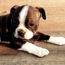 Boston Terriers from Boston Tea Party Terriers