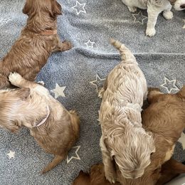 Cavapoo Puppies from Puppylove for Doodles