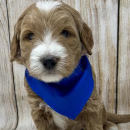 Blue Male - Apricot male Goldendoodle puppy in Great Falls, Montana from Montana Goldendoodles