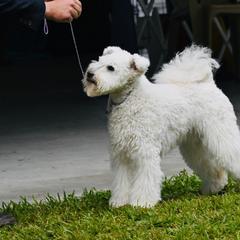Pumik from Pimasz Kutya Kennel