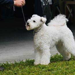 Pumik from Pimasz Kutya Kennel