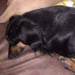 Clara - Dachshund