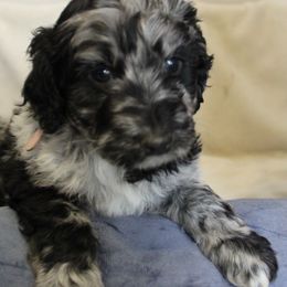 Aussiedoodle Puppies from NC Aussiedoodles