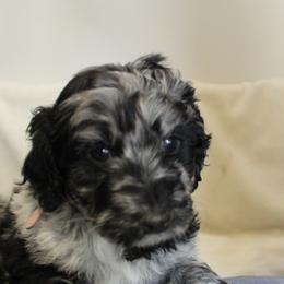 Aussiedoodle Puppies from NC Aussiedoodles