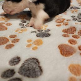 Toy Australian Shepherd Puppies from Crazy Aussie Chaos