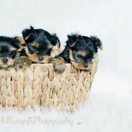 Yorkshire Terrier Puppies from Luxe Yorkshire Terriers