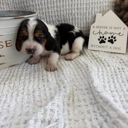 Oakley - Black brown and white female Basset Hound puppy in Osage Beach, Missouri from The Basset Boutique
