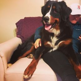Bernedoodle, Bernese Mountain Dog, and Goldendoodle All Grown Up from Bernedoodles of the Ozarks