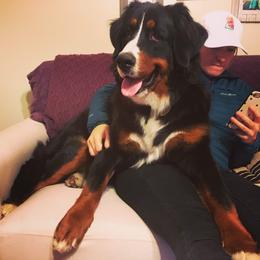 Bernedoodle, Bernese Mountain Dog, and Goldendoodle All Grown Up from Bernedoodles of the Ozarks