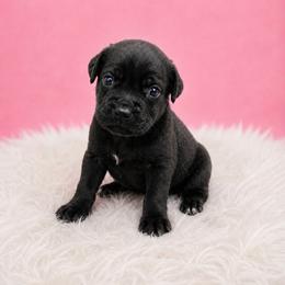 Tippy - Black female Cane Corso puppy in Haslet, Texas from Trained To Go Corso Kennels (T.T.G. Corso Kennels)
