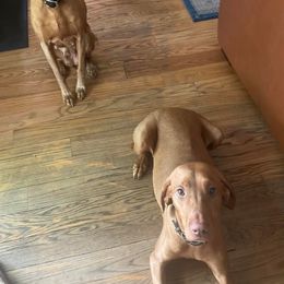 Vizslas from Walter Vizsla