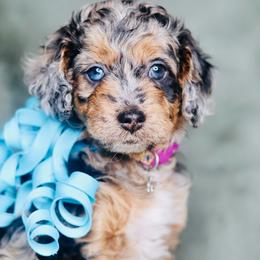 Paisley - Merle female Goldendoodle puppy in Forney, Texas from Diamond Doodle Pups and Poodles