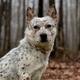 Panther - Australian Cattle Dog