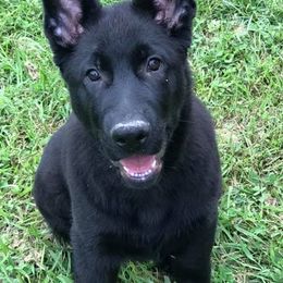 German Shepherds and Pomeranians from Haus Heckfeuer