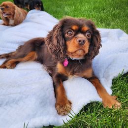 Tori - Cavalier King Charles Spaniel