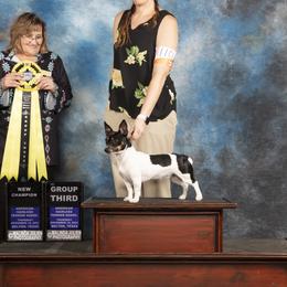 Disco - Teddy Roosevelt Terrier