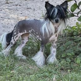 Chinese Crested Puppies from BryMar Chinese Cresteds