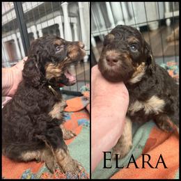 Reservation for female - Phantom female Poodle puppy in La Belle, Florida from Shieldwall Kennels