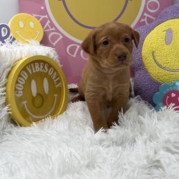 Purple collar - Yellow female Labrador Retriever puppy in Heath Springs, South Carolina from Rich Hill Retrievers