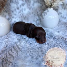 Dachshund Puppies from CSW Dachshunds