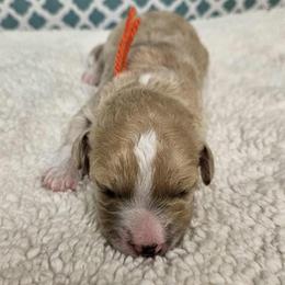Mullet - Cream male Goldendoodle puppy in Flat Rock, North Carolina from Sukisdoodles