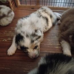 Australian Shepherd Puppies from Melick Kennels