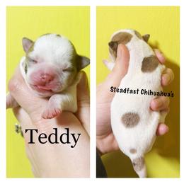 Teddy - Merle male Chihuahua puppy in Charlevoix, Michigan from Steadfast Chihuahua’s
