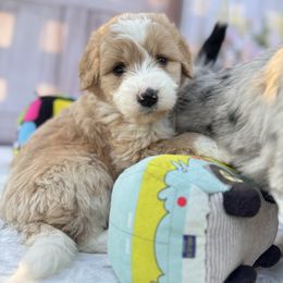 Aussiedoodle and Cavapoo Puppies from Pawsome Aussie Doodles and Oodles