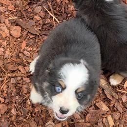 Maddie - Black tri female Toy Australian Shepherd puppy in Leonard, Texas from Tin Roof Aussies