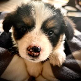 Penelope - White and black female Pembroke Welsh Corgi puppy in Vonore, Tennessee from Corntassle Corgis