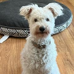 Mica - Pumi puppy from MayaLu Dogs