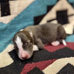 Skittles - Slate female Border Collie puppy in Mesa, Arizona from Ranch Girl Border Collies
