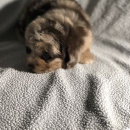 Aussiedoodle Puppies from Ohana Companions