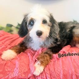 Nova - Blue merle female Bernedoodle puppy in Wickenburg, Arizona from Houskerville Doodles