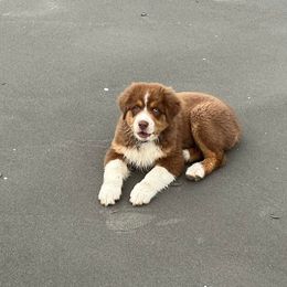 Australian Shepherd Puppies from Quiet Cove Kennels