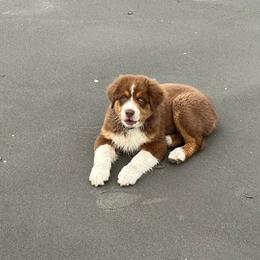 Australian Shepherd Puppies from Quiet Cove Kennels