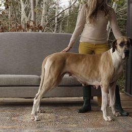 Willow - Great Dane