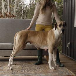 Willow - Great Dane