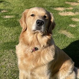 Maizey - Golden Retriever