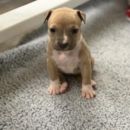 Female B - Blue fawn female American Pit Bull Terrier puppy in Pensacola, Florida from Alpha Alliance Kennels