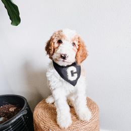 Coast Bright Blue Collar - Fawn and white male Sheepadoodle puppy in Republic, Missouri from DOOD & Co