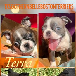 Terra - Red female Boston Terrier puppy in Brazos Point, Texas from TX Southern Belle Boston Terriers