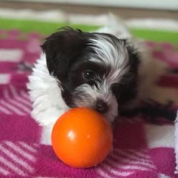Havanese from Grandview Havanese